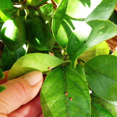 Soft brown scale controlled with oil